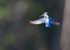 ホバ　３/１９⓱