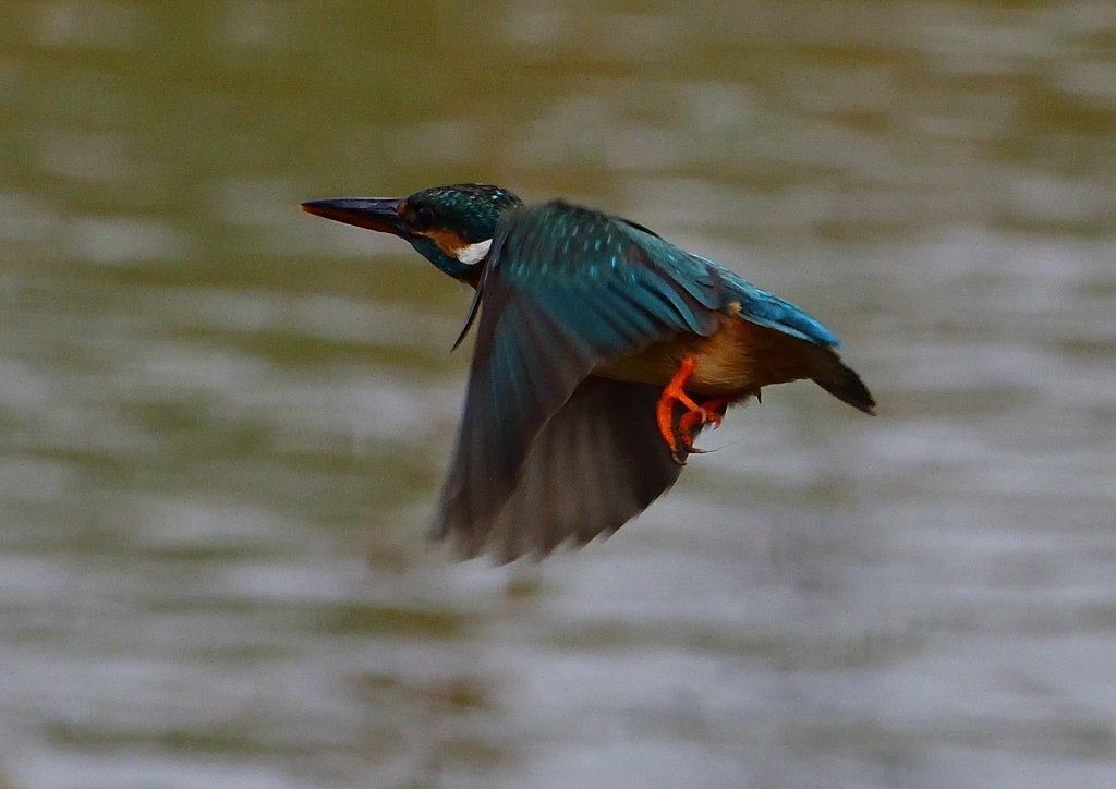 ホバ　５/１８❹