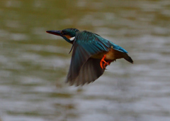 ホバ　５/１８❹