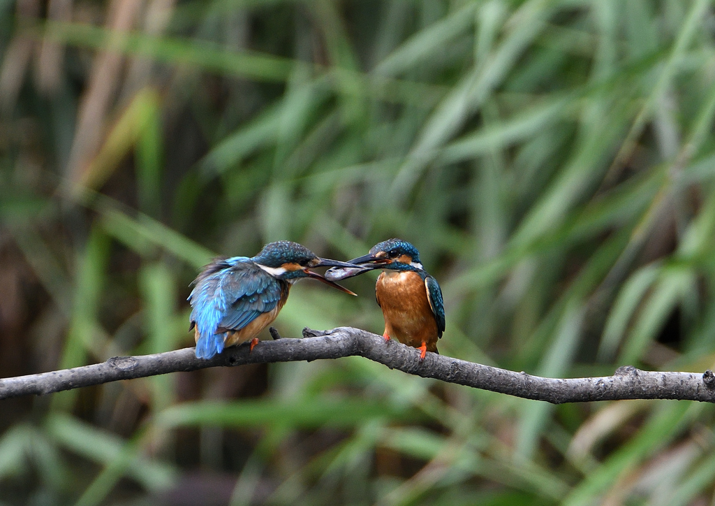 2回目の給餌　７/８