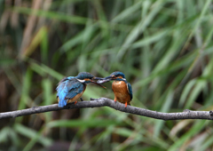 2回目の給餌　７/８