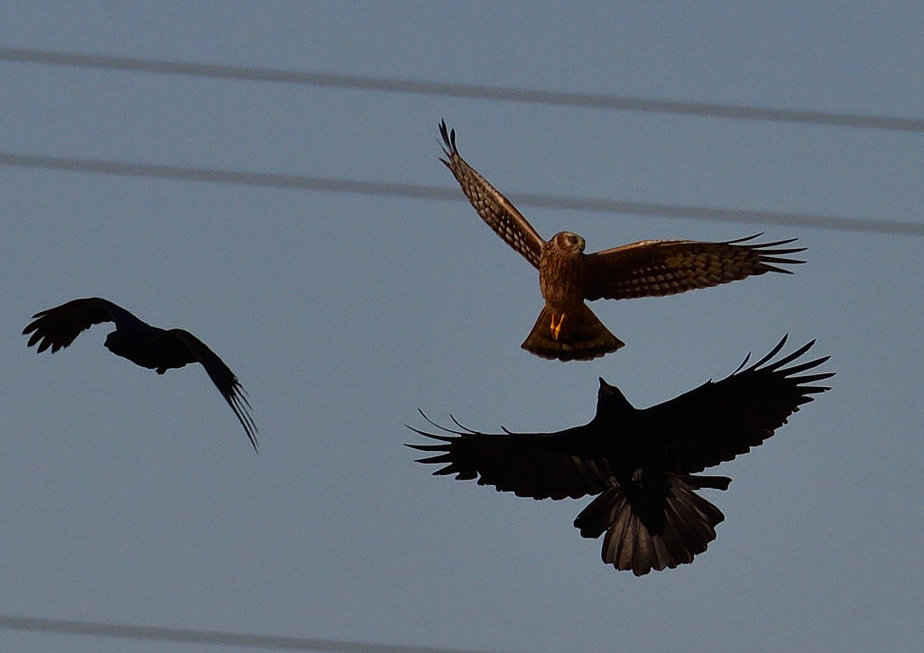 　カラスに追われるハイイロチュウヒ（雌）１１/２４❶