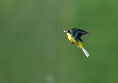 キセキレイ飛ぶ　８/２６❸