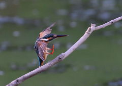 カワセミ④