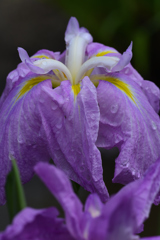  雨あがり