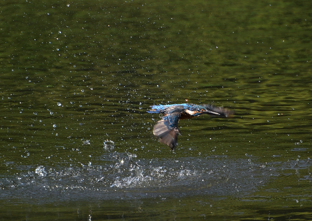 ダイブ　８/２５❹