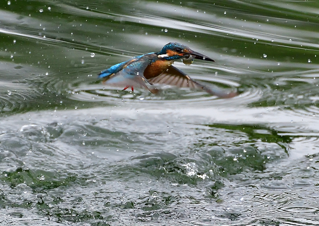 いつもの公園　７/１９➃