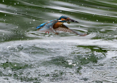 いつもの公園　７/１９➃