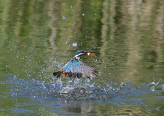 魚を・・・・・・　５/１４❸