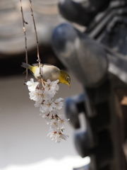 春爛漫　３/１８❸