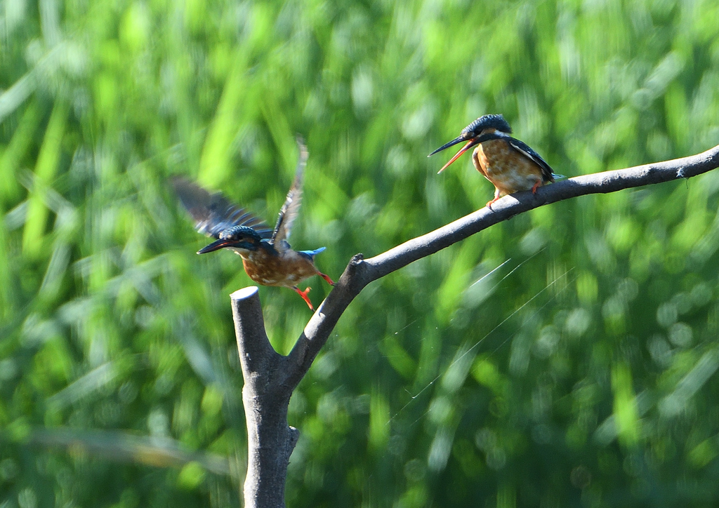 2羽のカワセミ　９/６❻