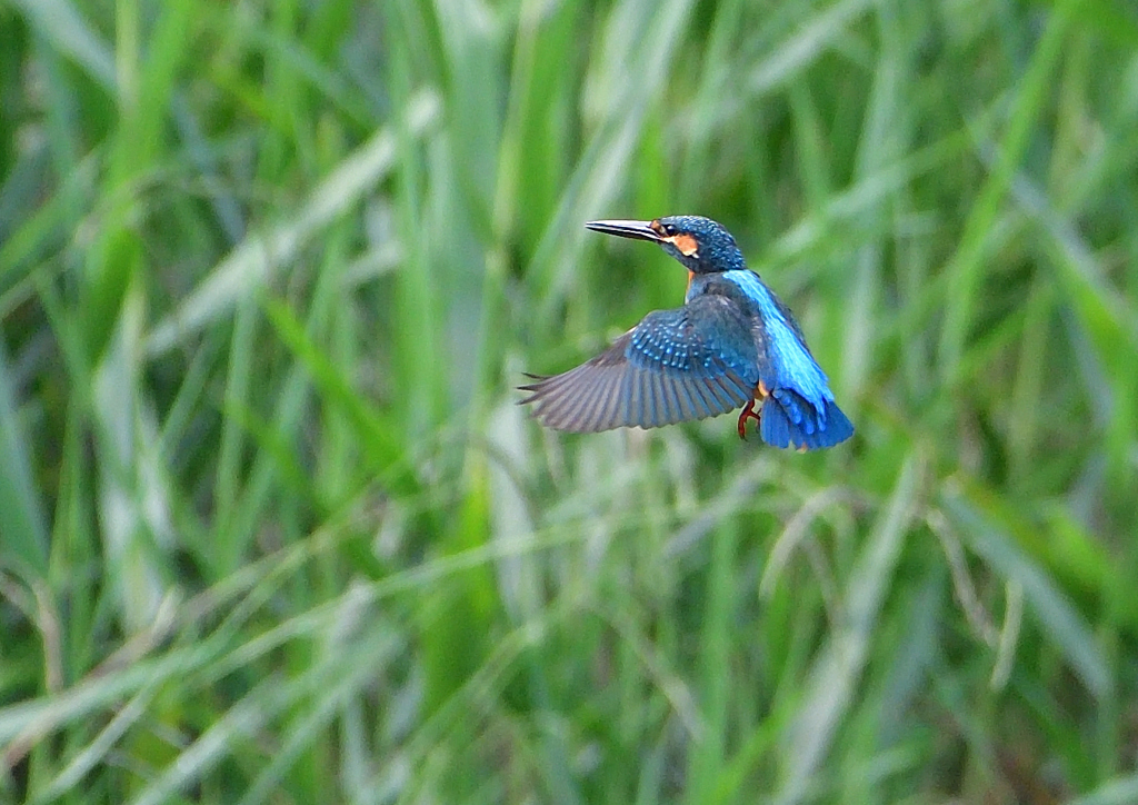 いつもの公園　７/２１⑫
