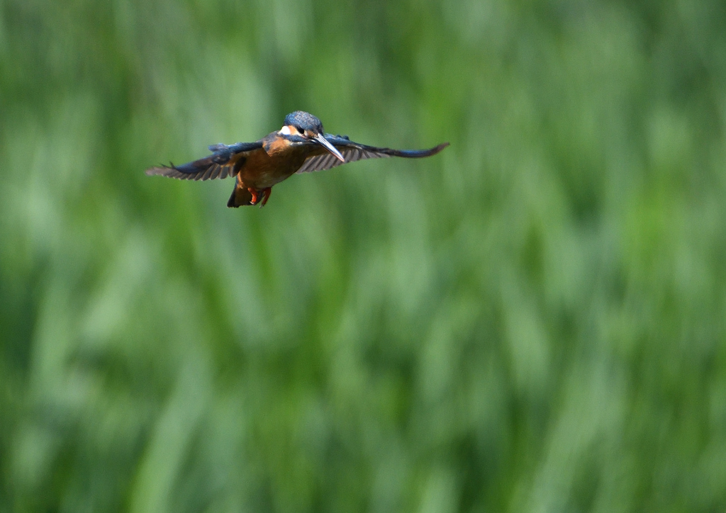 ホバリング　６/６❸