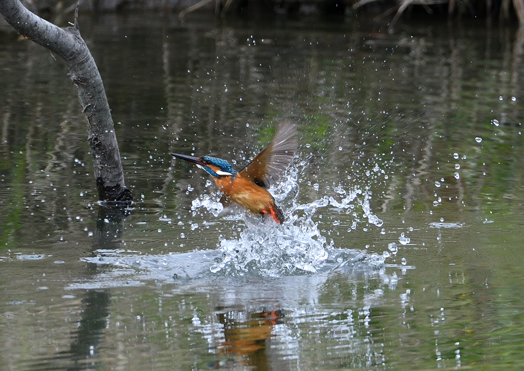 水浴び　４/１２❸