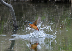 水浴び　４/１２❸