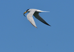 コアジサシ　５/２９❹