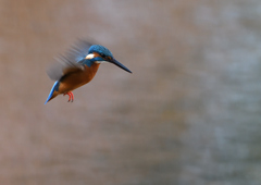雄のホバリング❷