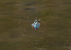 ザリガニを・・・❷