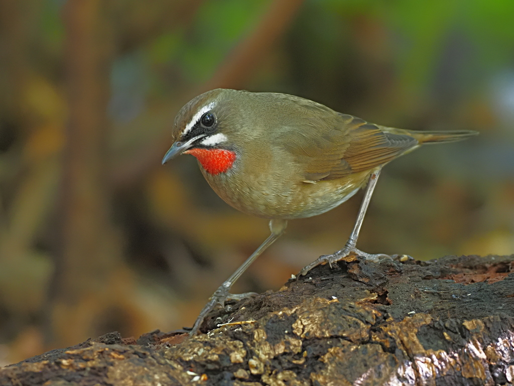 ノゴマ　１０/２８❷