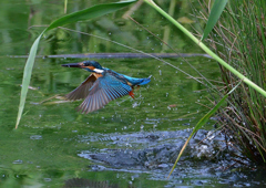 いつもの公園　７/１６②