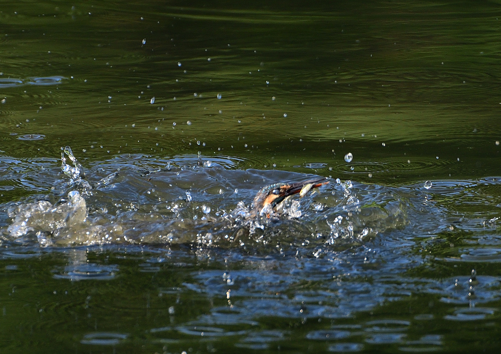 飛沫　８/２６❷