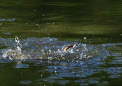 飛沫　８/２６❷