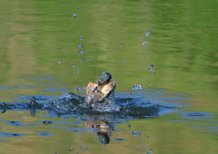 魚を・・・・・・　５/２０❻