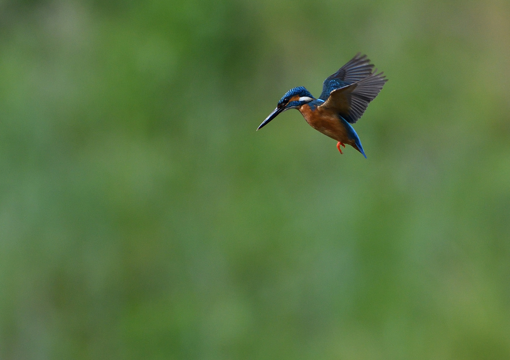 ホバ　５/１８❶