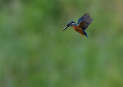 ホバ　５/１８❶