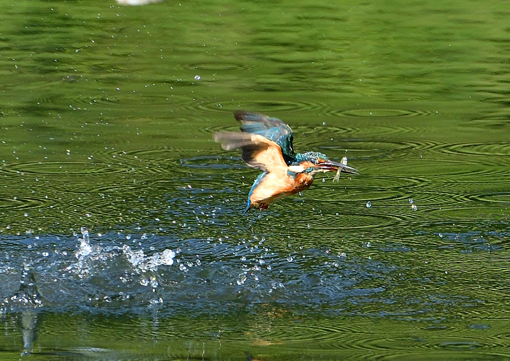 いつもの公園で　８/２６❻