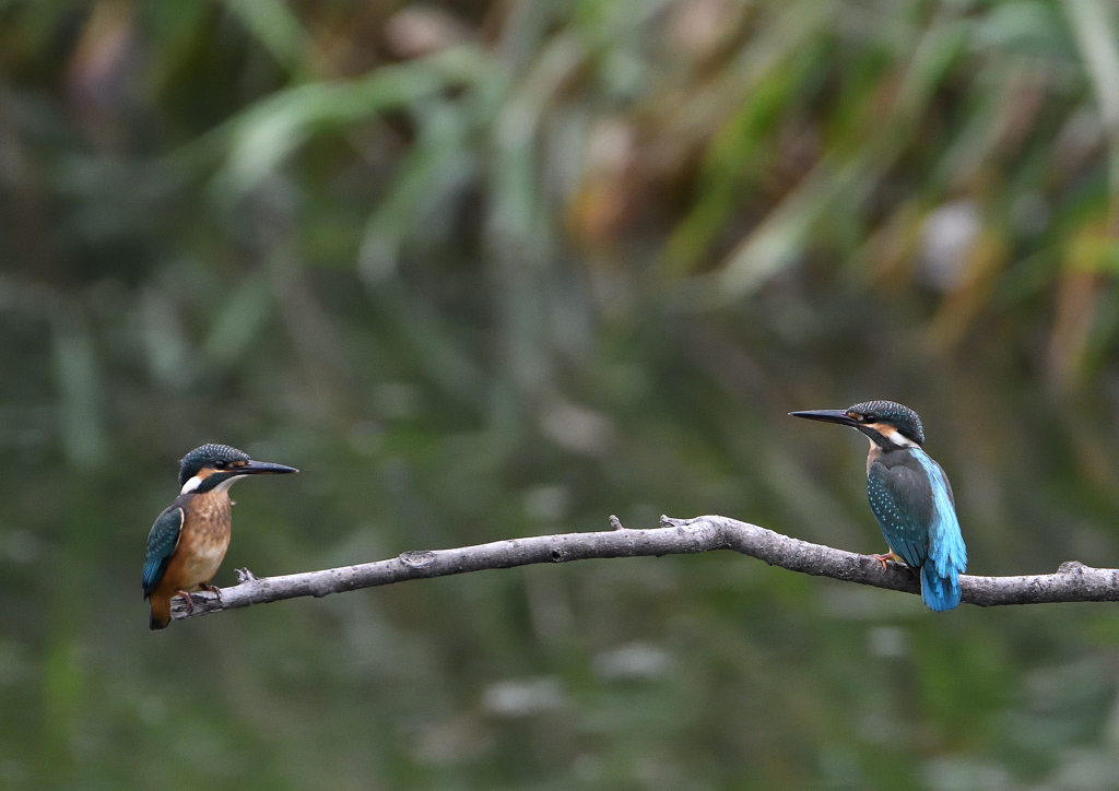 2羽の若鳥　７/９❸