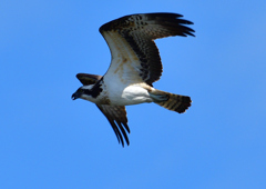 ミサゴ　１０/２０❼