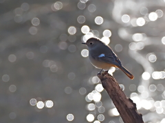 ジョウビタキ　１/３１