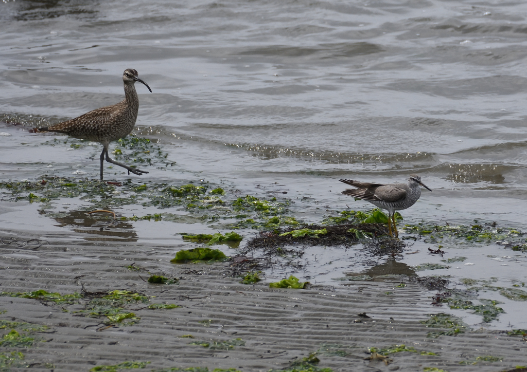 チュウシャクシギ＆キアシシギ　５/３