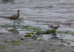 チュウシャクシギ＆キアシシギ　５/３