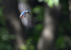 ホバリング　６/１８❸