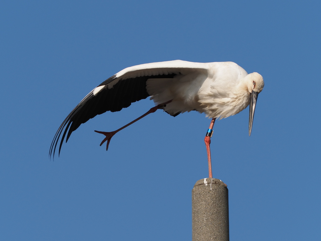 コウノトリ　２/２１❶
