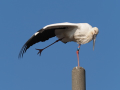 コウノトリ　２/２１❶