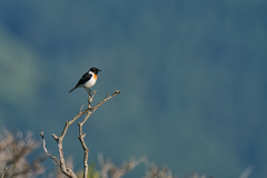 ノビタキ　７/１８❶