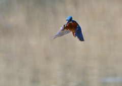 ホバ　３/１９❾