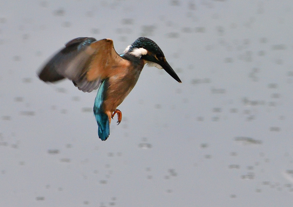 ホバリング　７/２０①