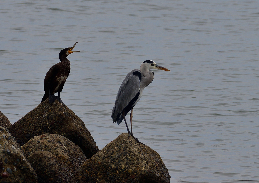 鵜＆青鷺　９/２３