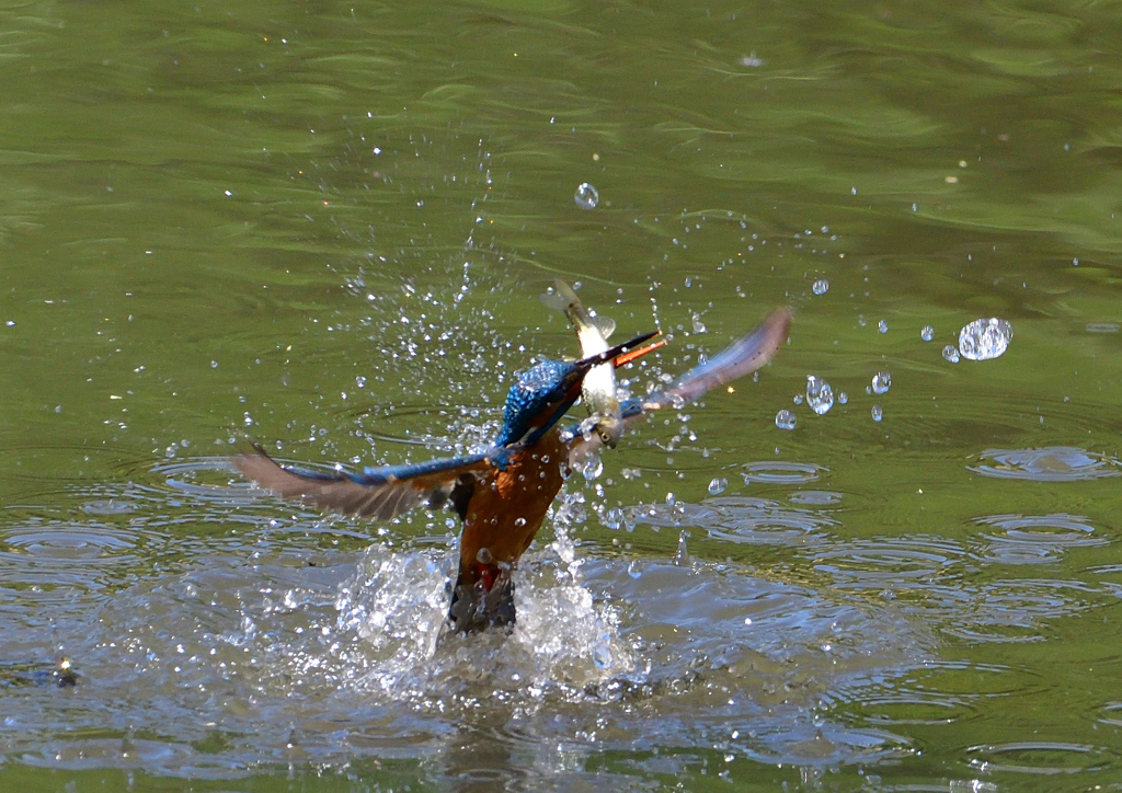 魚を・・・・・・　５/１１❹