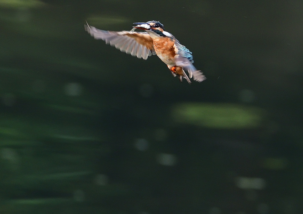 止まり木へ　８/２９❷