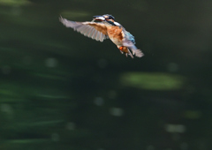 止まり木へ　８/２９❷