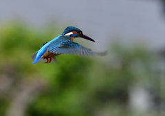 ホバ　４/２２❷