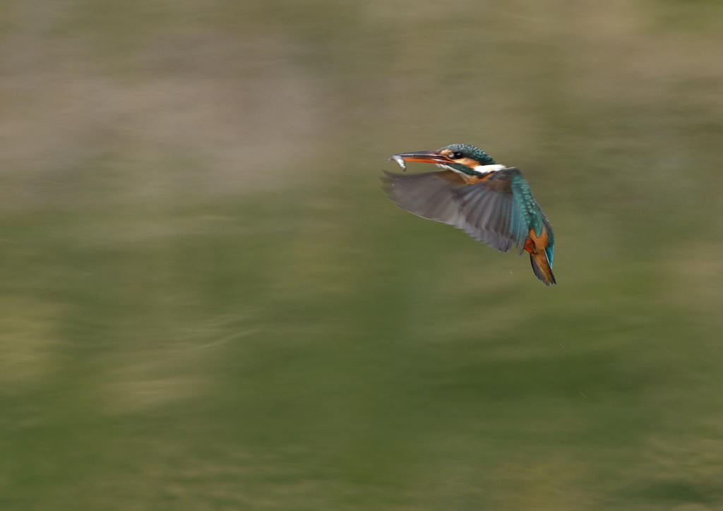 _190317_085407 DSC_7960