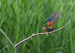 カワセミの交尾　５/２６❼
