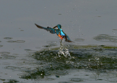 いつもの公園　５/２５❻