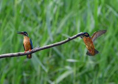 いつもの公園　７/２１➈